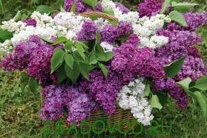 Russian COLOGNES perfumes Lavender, Lilac, Jasmine  