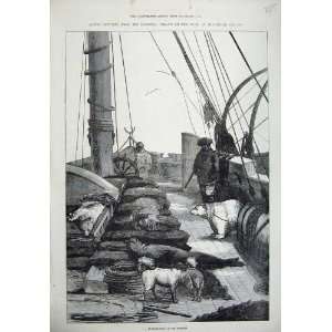 1875 Quarter Deck Pandora Ship Dead Animals Polar Bear 