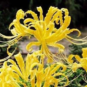  Golden Spider Lily Bulb   Lycoris aurea   Surprise Lily 
