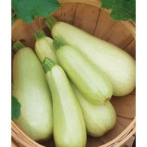  Squash, Summer Zucchini Limelight Hybrid 1 Pkt. (30 seeds 