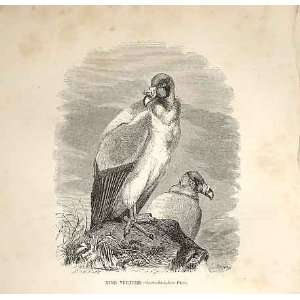  King Vulture 1862 WoodS Natural History Birds