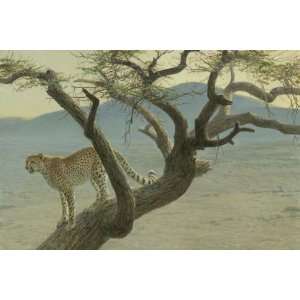 Robert Bateman   Lewa Cheetah Canvas Giclee