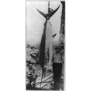   Jump beside world record 314 pound swordfish,CA