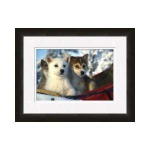  Siberian Husky Puppies Framed Giclee Print