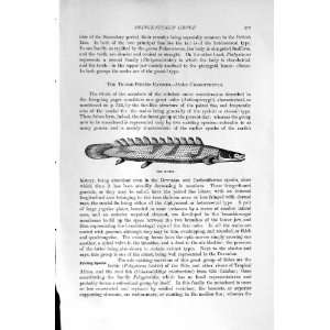  NATURAL HISTORY 1896 BICHIR FISH SKELETON GANOID FINNED 