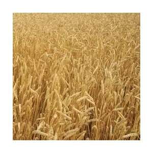  John Deere Paper 12 Wheat