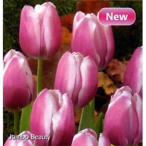  Jumbo Beauty Mayflowering Tulip 10 Bulbs   NEW Patio 