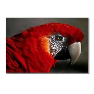  Postcards (8 Pack) Scarlet Macaw   Bird 
