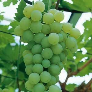  Seedless Grape Himrod Patio, Lawn & Garden