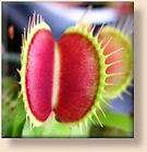 venus flytrap  
