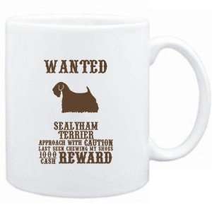   Wanted Sealyham Terrier   $1000 Cash Reward  Dogs