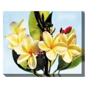  West Of The Wind OU 33385 Plumeria Outdoor All Weather 
