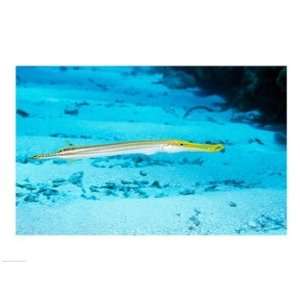  Side profile of a Yellow Trumpet Fish swimming underwater 