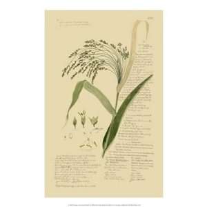 Descubes Ornamental Grasses V   Poster (14x21) 