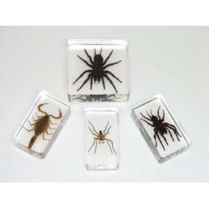   Specimens   Scorpion And Spiders   Set Of 4 Industrial & Scientific