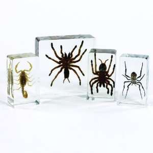  Scorpion and Spider Set Toys & Games
