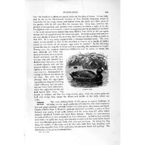   NATURAL HISTORY 1895 COMMON COOT BIRD SENEGAL FINFOOT