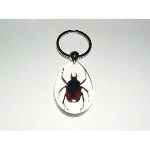   Clear Real Insect Keychain   Unicorn Beetle (SK0910) 