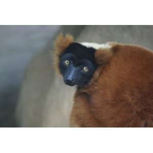 Red Ruffed Lemur Taxidermy Photo Reference CD  Sports 