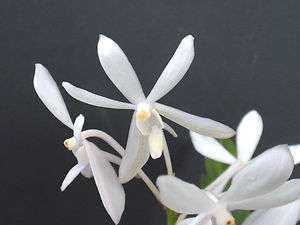   FRAGRANT Vf White Crane Neofinetia falcata x Vanda Vandaceous Orchid