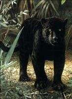Black Jagua Charles Frace (Florida) Wildlife Print INS  