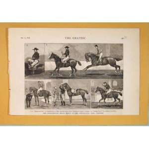   Anglo Mexican Riding Match Islington Horses Horse 1877