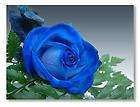 20 Seed China Rare Blue Rose Flower to lover elves 8  