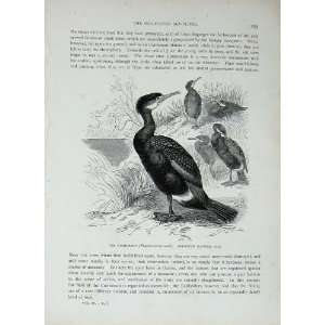   CassellS Birds C1870 Oar Footed Sea Fliers Cormorant