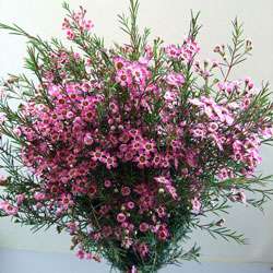   Order) Mothers Day Simply Chamelaucium Purple Flowers  
