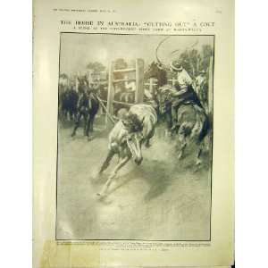   Horse Australia Colt Caravan Holiday Muir Print 1913