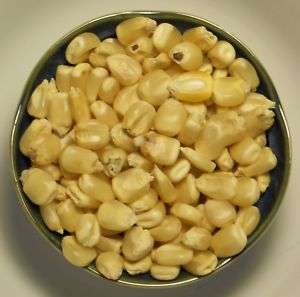 Truckers Favorite White Field Corn/Maize (Zea mays) Seed  