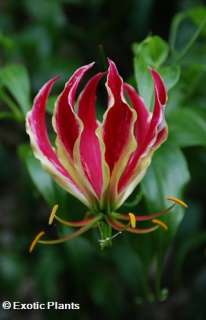 Gloriosa superba   Flame lily   5 seeds  
