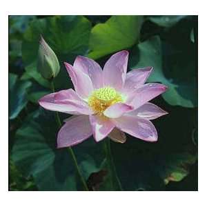  First Lady Lotus (pink lavender) 