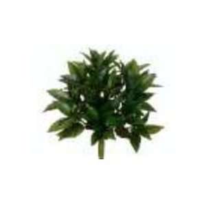   in. Outdoor Bay Leaf Bush X7 Pack of 12 