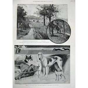  1895 Dogs Ranelagh Barn Elms Churchyard Wood Highgate 