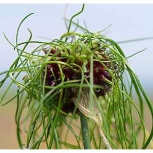    Allium Hair   Flowering Onion   100 per Box
