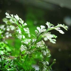 2x Mini Bolbitis bunch   Micro fern water plants java i  