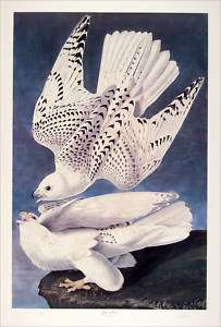 Bernard Loates Audubon Gyr Falcon Lithograph Signed #  