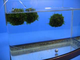 2x Float java moss ball   live aquarium plants fish co2  