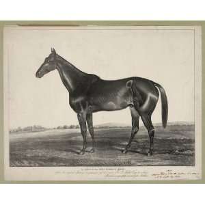   Horse Racing and Trotting Wild Irishman Vintage Image