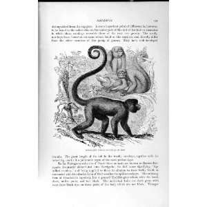    NATURAL HISTORY 1893 94 HUMBOLDT WOOLLY MONKEY