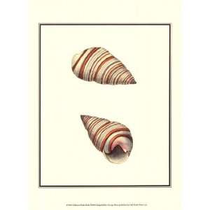  Ribband Bulla Shells by George Shaw 10x13