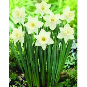    Daffodil Mount Hood Flower Bulbs   6 Bulbs Patio, Lawn & Garden