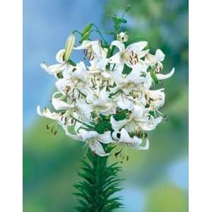  White Tiger Asiatic Lily 25 Pk Patio, Lawn & Garden