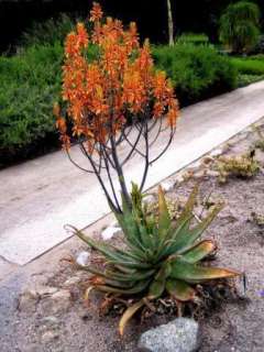 10 Aloe fosteri Seeds – South African Succulent  
