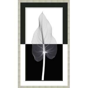  Meyers   Calla Leaf I