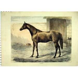  1874 Sepia Print Brown Horse Cambuscan Old Print
