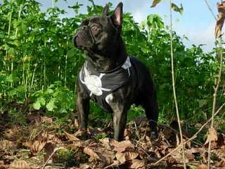 Standard French Bulldog in Baden Württemberg   Sinsheim  Hunde 