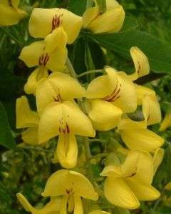 Golden Chain Tree (laburnum anagyroides) 15+EXTRA seeds  