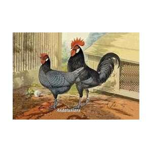  Andalusians (Chickens) 20x30 poster